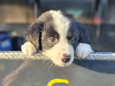 Border Collie – Marian