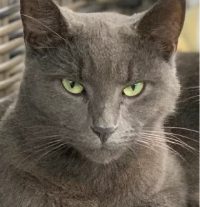 Russian Blue Cross – Mountain Creek