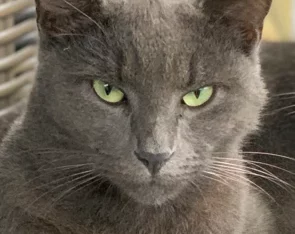 Russian Blue Cross – Mountain Creek