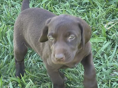 German Shorthaired Pointer – Armidale