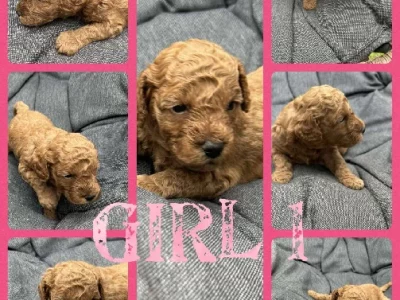 Cavoodle – Narellan