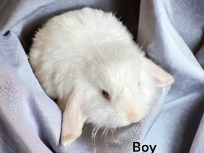 Rabbit – Londonderry