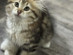 Siberian Cat – Burpengary East