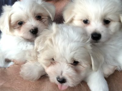 Maltese Shih Tzu – Leopold