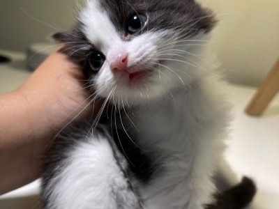 Ragdoll – Malvern East