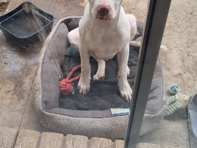 Staffordshire Bull Terrier – Eagleby