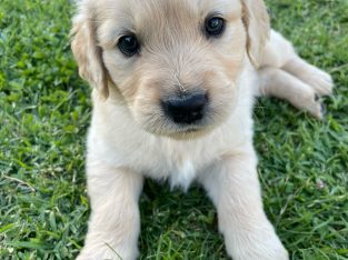 Golden Retriever – AVAILABLE 5th JAN