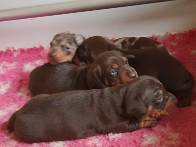 Miniature Dachshund – Melton