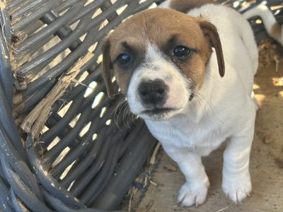 Jack Russell – Crookwell