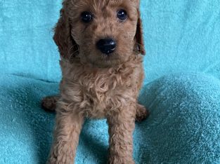 Cavoodle – Brighton