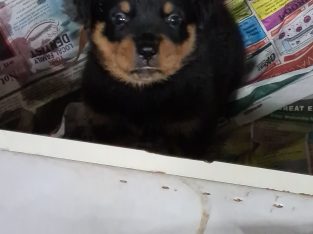 Rottweiler – Bullsbrook