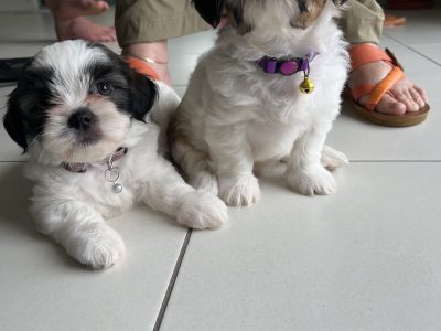 Maltese Shih Tzu – Beerwah