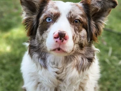 Bordoodle – Saint Agnes