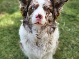 Bordoodle – Saint Agnes