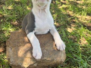 American Staffordshire Bull Terrier – Yarraman