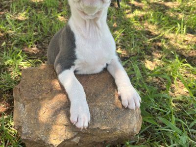 American Staffordshire Bull Terrier – Yarraman