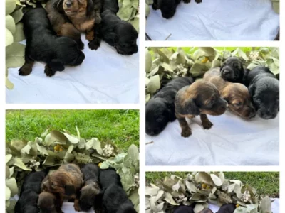 Dachshund – Gympie