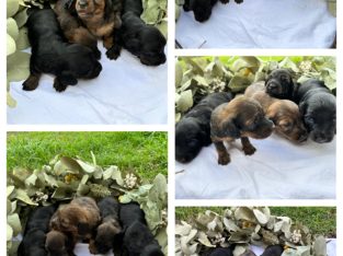 Dachshund – Gympie