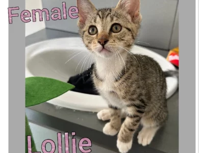 Domestic Short Hair (DSH) – Warnbro