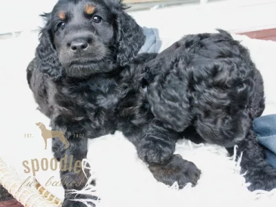 Spoodle – Yarraville