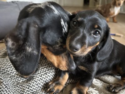 Dachshund – Young