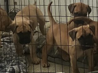 Bullmastiff – Glenorchy