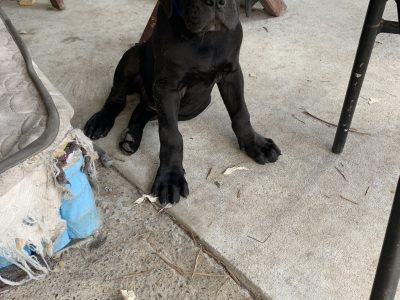 Neapolitan Mastiff – Buccan