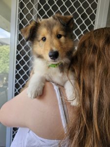 Collie (Rough) – Eyre