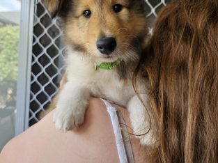 Collie (Rough) – Eyre