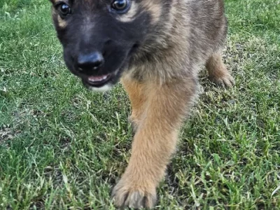 German Shepherd – Gatton