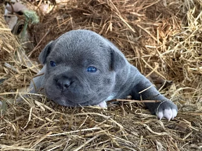 Blue and black English staffy
