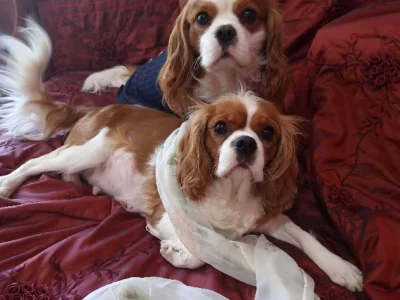 Cavalier King Charles Spaniel – Murray Bridge