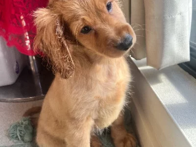 Cavoodle – St Leonards