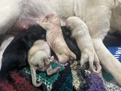 Labradoodle – Traralgon