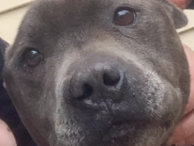 Staffordshire Bull Terrier – Gosford