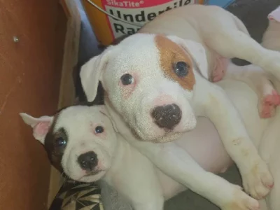 Staffordshire Bull Terrier X Mastiff Pups