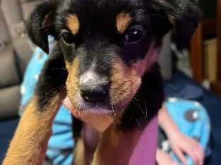 Staffy x Koolie Puppy