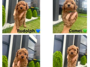 Cavoodle – Oran Park