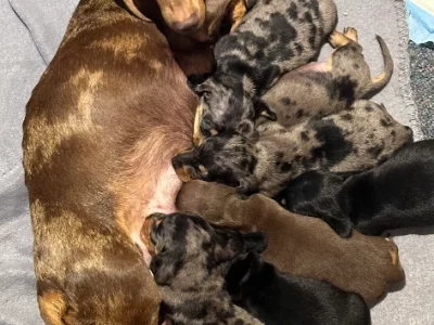 Dachshund – Austral