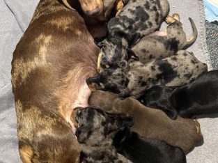 Dachshund – Austral