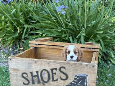 Cavalier King Charles Spaniel – Dubbo