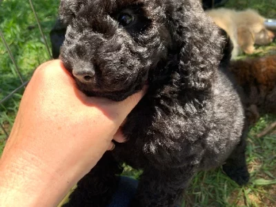 Cavoodle – Katandra