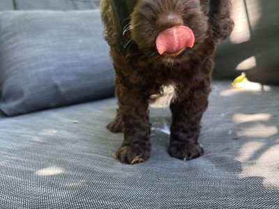 Cavoodle – Katandra