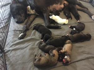 Bullmastiff – Cloverdale