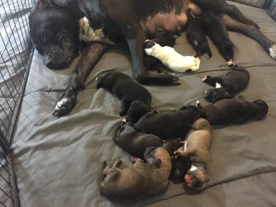 Bullmastiff – Cloverdale