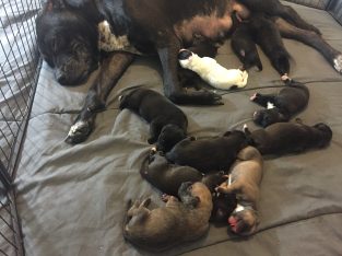 Bullmastiff – Cloverdale