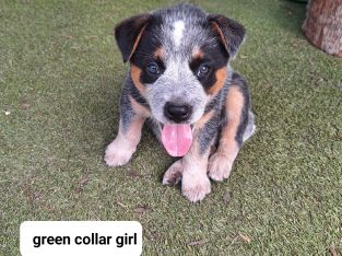 Australian Cattle Dog – Round Hill