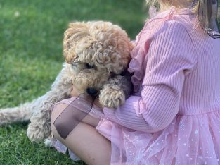Cavoodle – Maffra