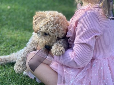 Cavoodle – Maffra