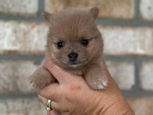 Pomeranian – Jimboomba